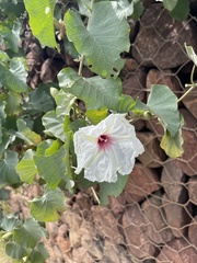 Ipomoea albivenia