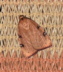 Detounda leptoplasta