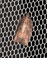 Thrincophora