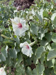 Ipomoea albivenia