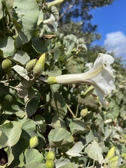 Ipomoea albivenia