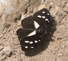 Aterica galene extensa