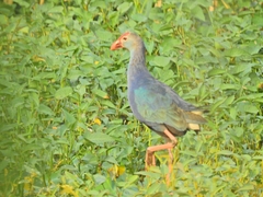 Porphyrio poliocephalus