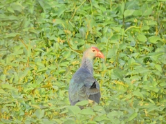 Porphyrio poliocephalus