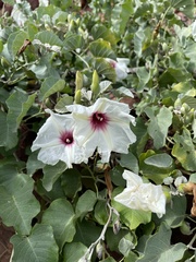 Ipomoea albivenia