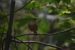 Myiagra vanikorensis rufiventris