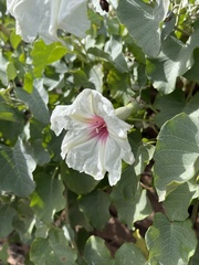 Ipomoea albivenia