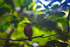Myiagra vanikorensis rufiventris