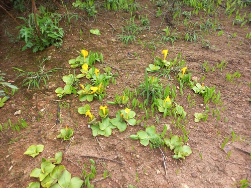 Costus macranthus image