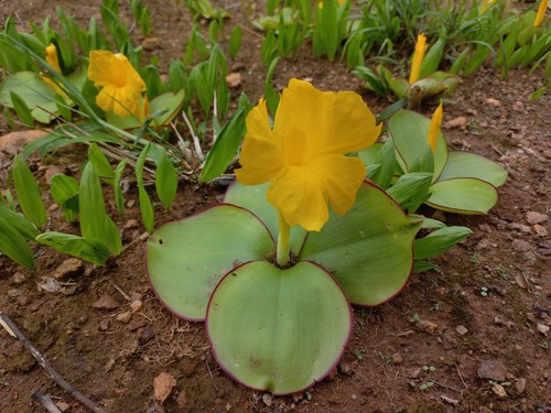 Costus macranthus image