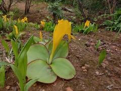 Costus macranthus image