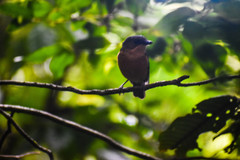 Myiagra vanikorensis rufiventris