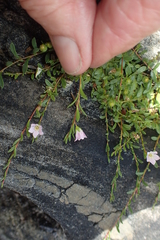 Samolus repens repens