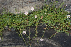 Samolus repens repens