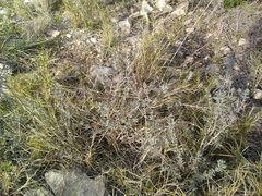 Brachypodium retusum