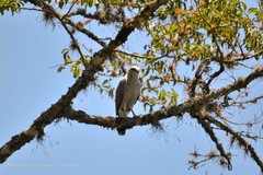 Buteo nitidus