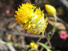 Waitzia acuminata acuminata