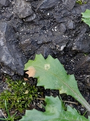 Puccinia lagenophorae