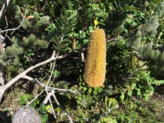 Banksia praemorsa