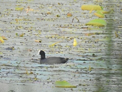 Fulica atra