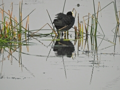 Fulica atra
