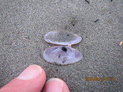 Hiatula nitida