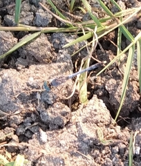 Diplacodes trivialis