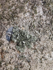 Phaeophyscia nigricans
