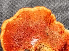 Trametes coccinea