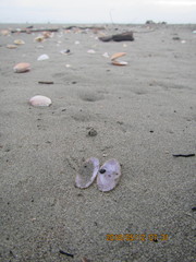 Hiatula nitida
