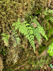 Cystopteris diaphana