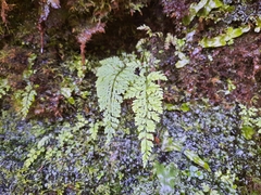 Cystopteris diaphana