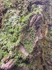 Phaeophyscia nigricans