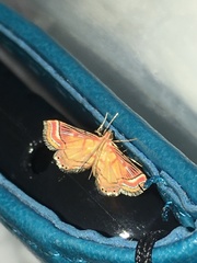 Ambia decoralis