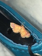 Ambia decoralis