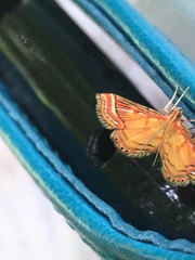 Ambia decoralis