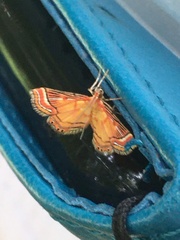 Ambia decoralis