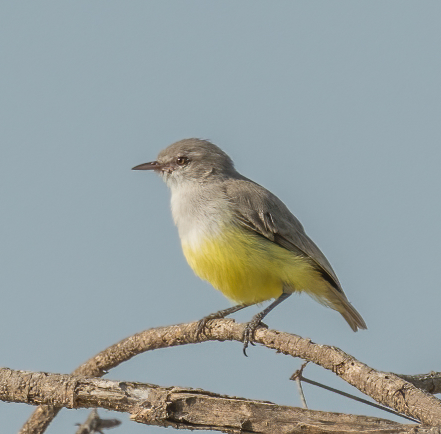 Yellow-bellied Eremomela (Eremomela icteropygialis) photo