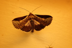 Lophoptera vittigera