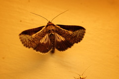 Lophoptera vittigera