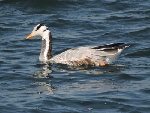 Bar-headed Goose