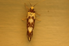 Lactura cristata