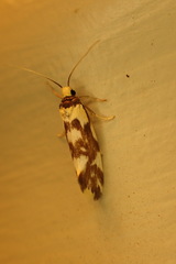 Lactura cristata