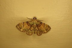 Gymnoscelis derogata