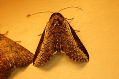 Lophoptera vittigera