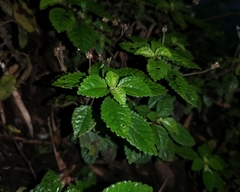 Pilea elliptica