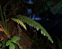 Blechnum mochaenum