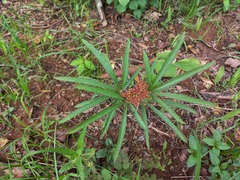 Cyphostemma princeae