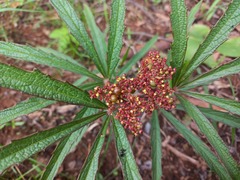 Cyphostemma princeae