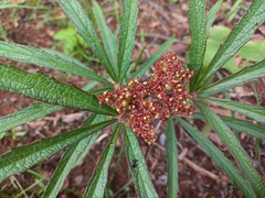 Cyphostemma princeae